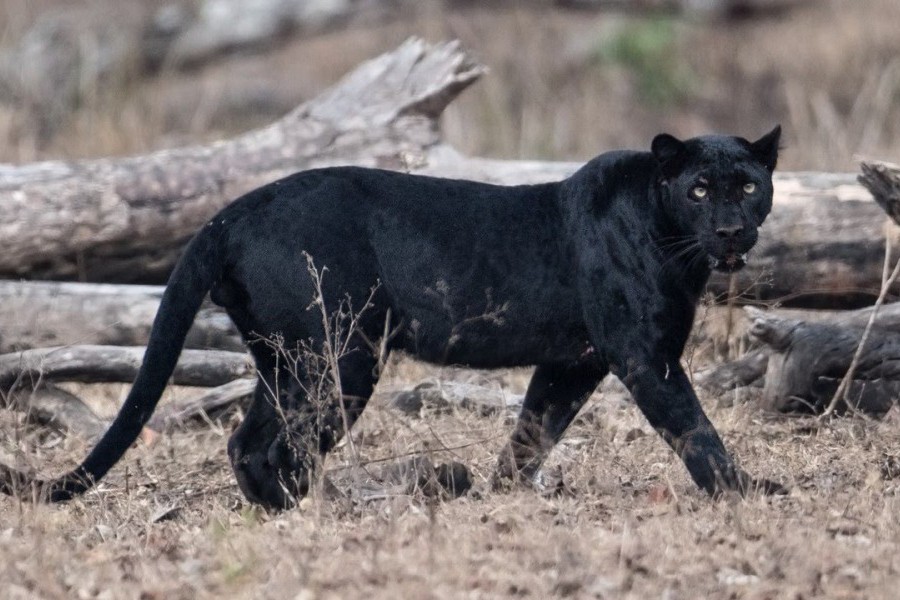 14 цікавих фактів про чорну пантеру ᐈ