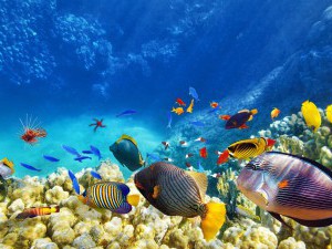 29 цікавих фактів про риб