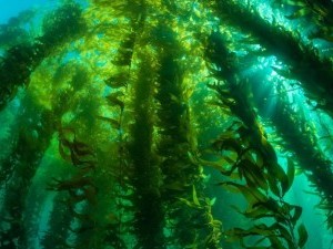 26 цікавих фактів про водорості