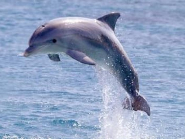 15 цікавих фактів про дельфінів
