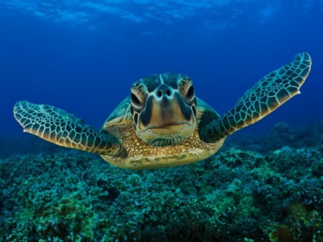 20 цікавих фактів про черепах