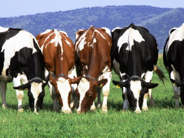 20 цікавих фактів про корів