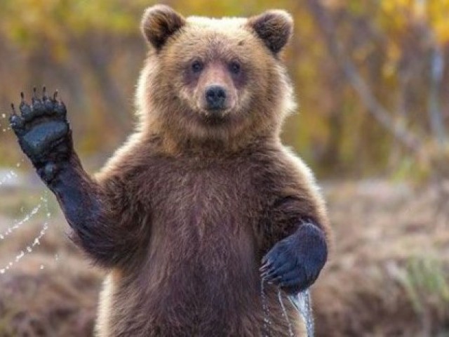 19 цікавих фактів про ведмедів