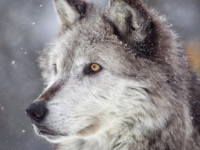 27 цікавих фактів про вовків