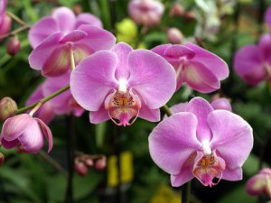 21 цікавий факт про орхідеї