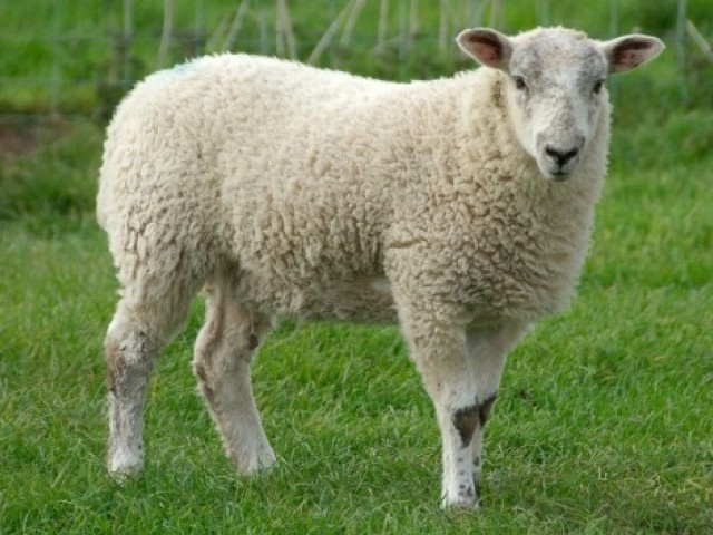 17 цікавих фактів про овець