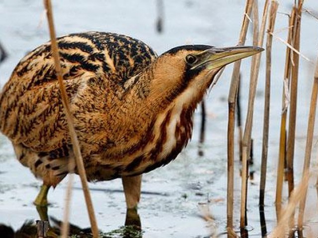 7 цікавих фактів про водяного бугая (птах)