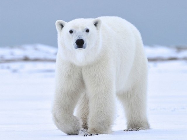 17 цікавих фактів про білого ведмедя
