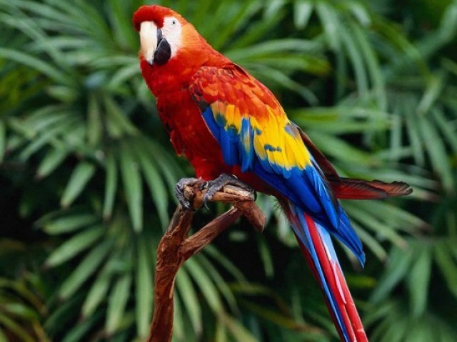 25 цікавих фактів про папуг