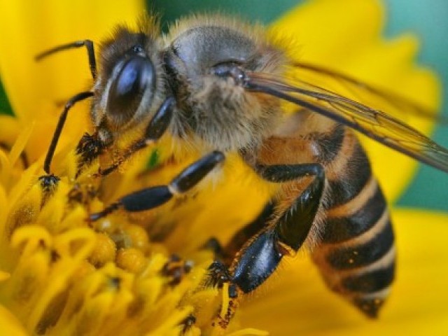 25 цікавих фактів про бджіл