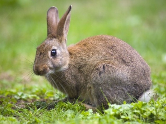 16 цікавих фактів про кроликів