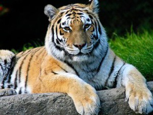 16 цікавих фактів про амурских тигрів