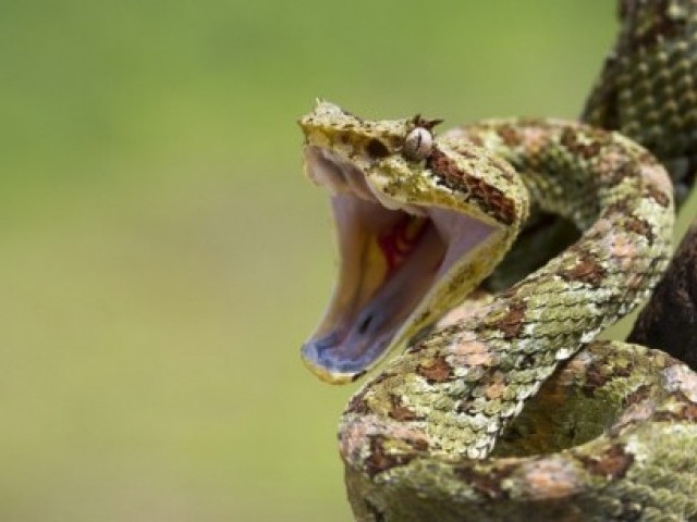 15 цікавих фактів про змій