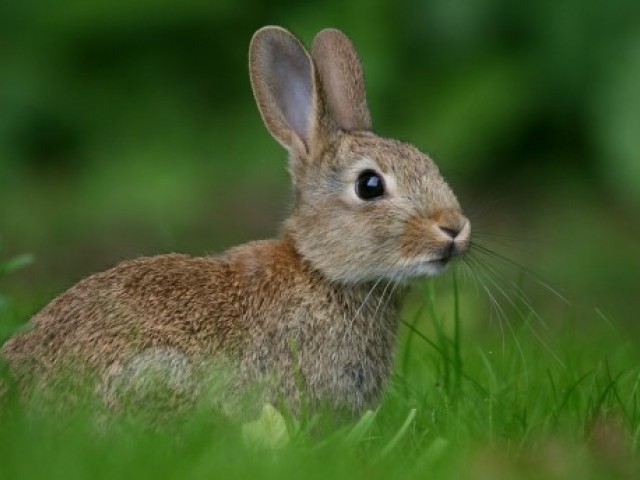 15 цікавих фактів про зайців