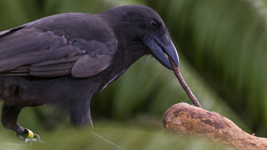 Гавайський крук (Corvus hawaiiensis)