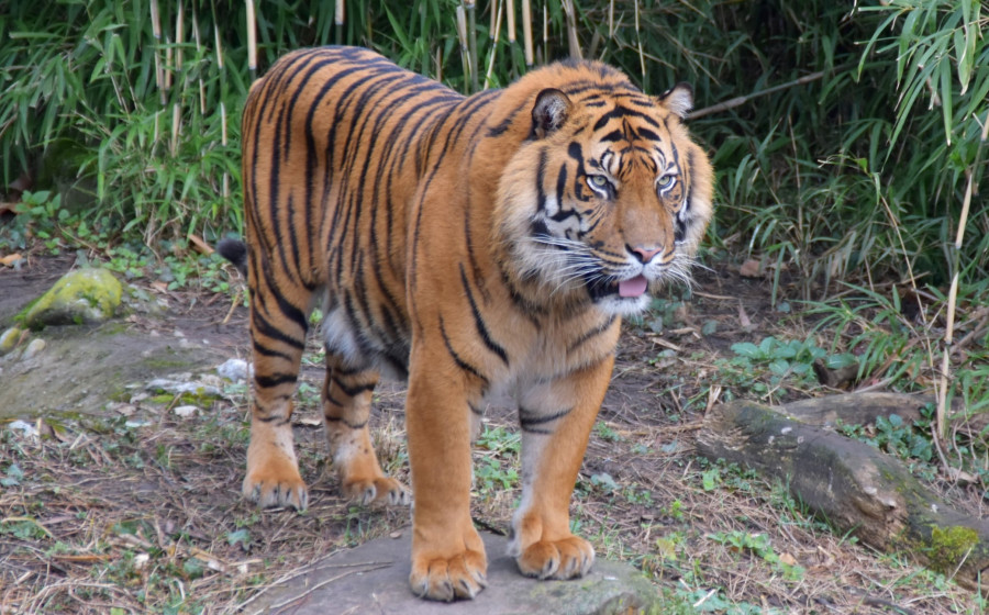 Яванський тигр (Panthera tigris sondaica)