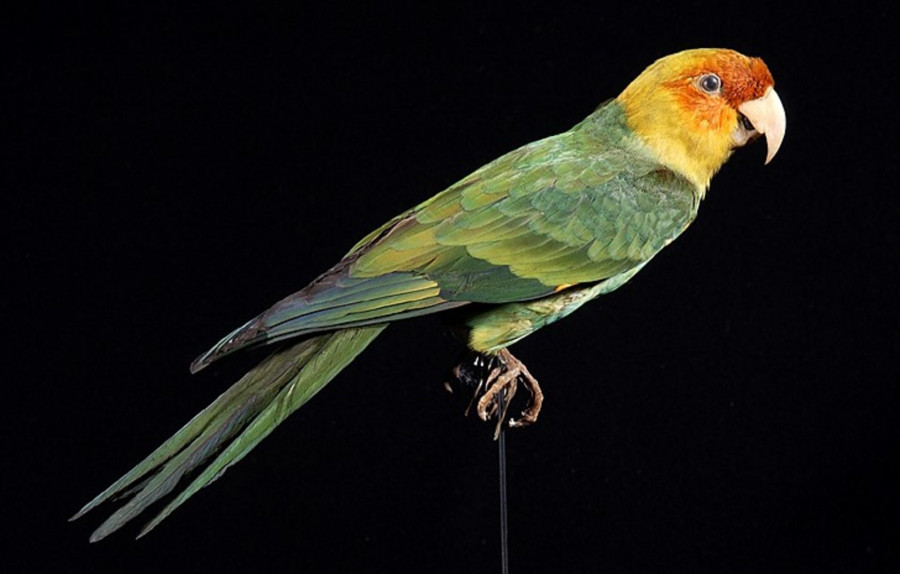 Каролінський папуга (Conuropsis carolinensis)