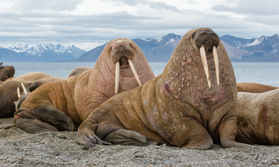 Каспійський морж (Odobenus rosmarus laptevi)