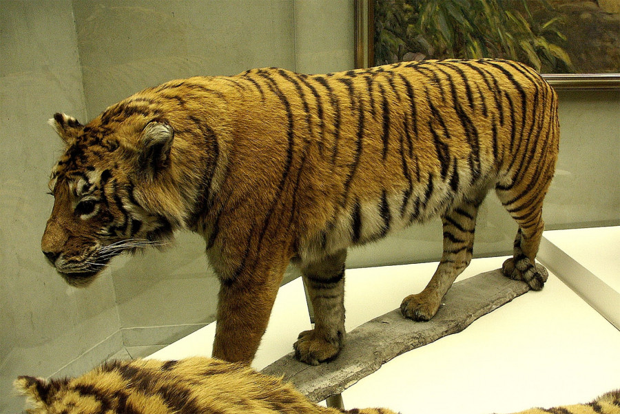 Каспійський тигр (Panthera tigris virgata)