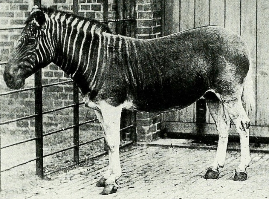 Квага (Equus quagga quagga)