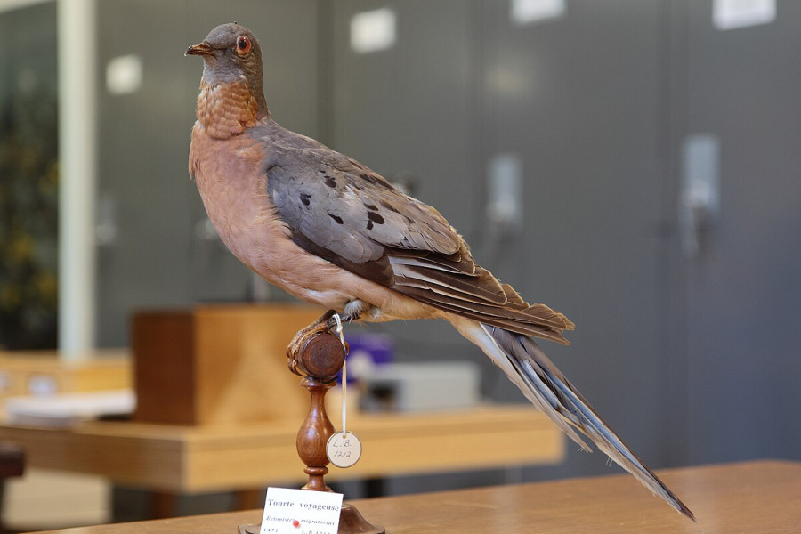 Мандрівний голуб (Ectopistes migratorius)