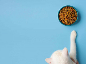 Переваги холістичного корму для котів